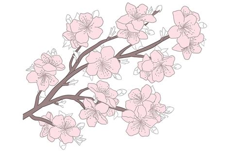 How To Draw A Cherry Blossom Tree Branch