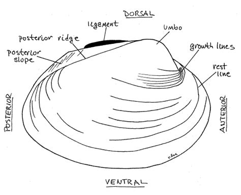 Freshwater Mussel Anatomy