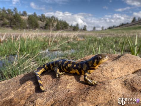 Barred Tiger Salamander In Habitat Nature Photography Workshops And