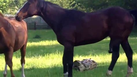 Stallion Covering Mating A Mare Just A Quickie Youtube