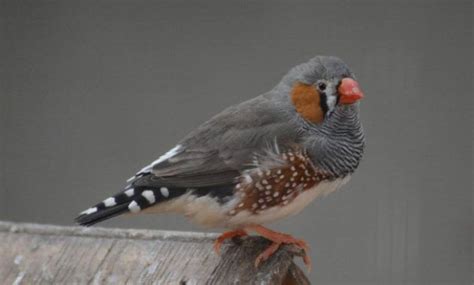 √ 7 Different Types Of Finches Zebra Finch Finch Beautiful Birds