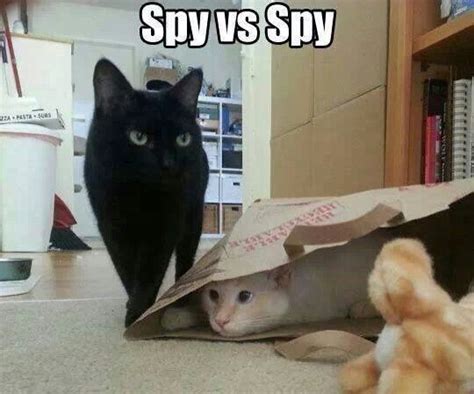 Spy Kitty Animals And Pets Funny Animals Cute Animals Animals Images