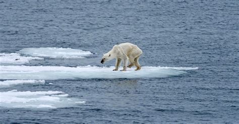 Polar Bears Shocking Appearance May Be Tied To Climate Change Huffpost