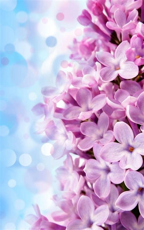 Lilac Flower Wallpaper Iphone Best Iphone Wallpaper Flower Iphone