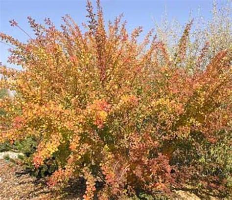 Rhus Trilobata Skunkbrush Sumac Native Plants Flowering Etsy