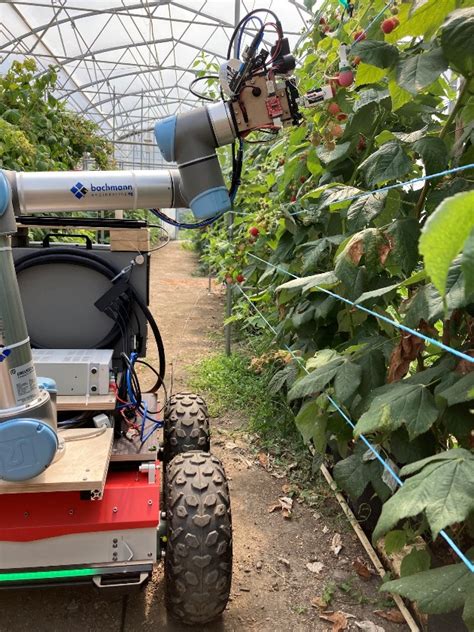 Agricoltura 30 Un Robot Rivoluziona La Raccolta Di Lamponi Foto E Video