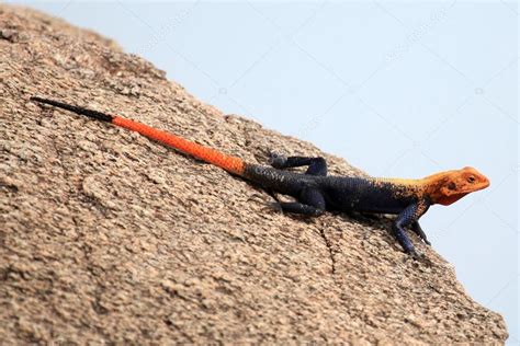 Red Headed Agama Lizard Uganda Africa — Stock Photo