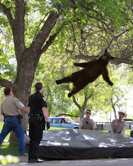 Bear On The Trampoline Or Bear Falls Downyou Decide Via Nbc News