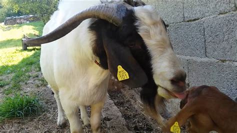 Goat Mating Youtube