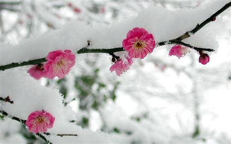 Cherry Blossoms In The Snow Cherry Blossom Flowers Winter Flowers