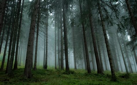 Landscape Nature Forest Mist Trees Grass Pine Trees Wallpapers Hd