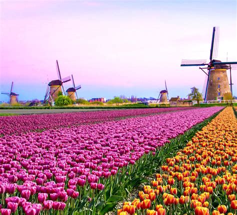 It is a short coastal walk down the coastline to clacton. Amsterdam Tulips How To See These Majestic Blooms in 2020 ...