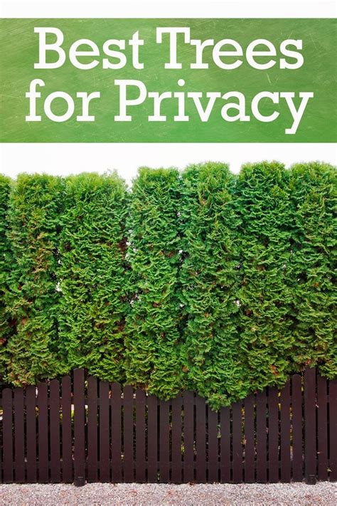 20 Privacy Trees For Backyard Magzhouse