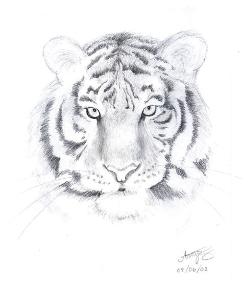How To Draw A Siberian Tiger
