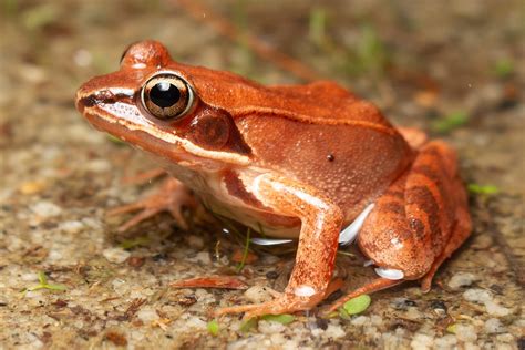 Wood Frog Lithobates Sylvaticus Noah K Fields Flickr
