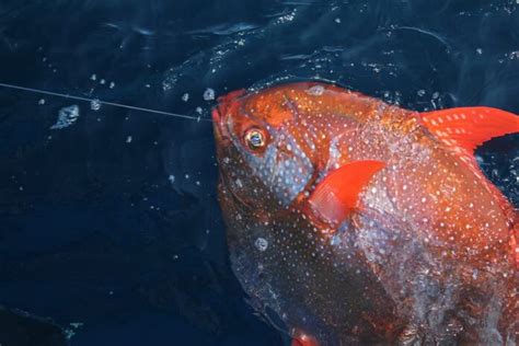 Unique Marine Life 5 Fascinating Warm Blooded Fish Whatdewhat