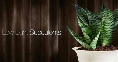 30 Best Low Light Succulents For Growing Indoors Hagearbeider
