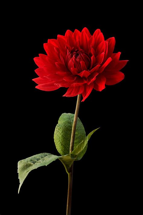 Red Dahlia Flower Against Black Background Photograph By Natalie