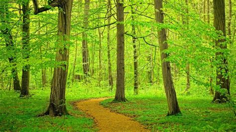 Path Through Beech Tree Forest Germany Windows 10