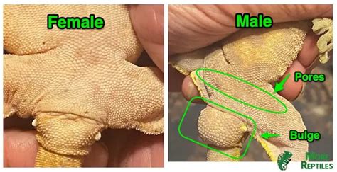 Male Vs Female Crested Gecko Get The Main Difference In 2023