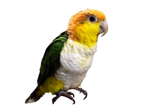 Whitebelliedcaique Bird Pngs Png Sticker By Lovelypngs