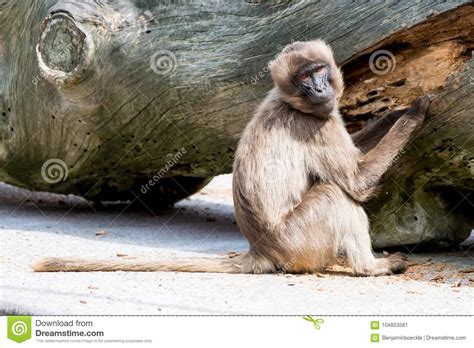 Apes Interacting With Group Members Stock Image Image Of Discuss