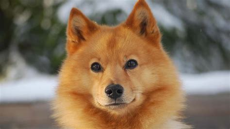 Finnish Spitz Temperament Lifespan Shedding Puppy