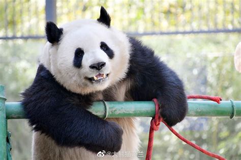 「meng Lan Giant Panda」おしゃれまとめの人気アイデア｜pinterest｜patnida Panda パンダ