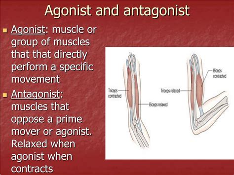 Antagonists Muscles