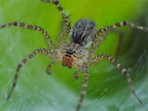 Hunting Spider In The Forest Stock Photo Image Of Spiders Tiny