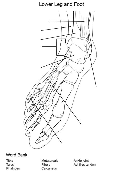 Foot Bones Anatomy Worksheet Coloring Page Colouringpages