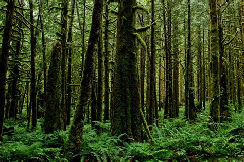 Pemilihan warna dan efek pantulan menjadi sebuah detail yang sangat sulit untuk ditiru. Sebutkan 5 Contoh Hasil Hutan? - Catatan Chandra | Gambar hutan, Hutan, Pemandangan