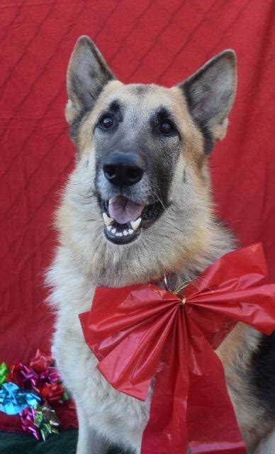 Maybe you would like to learn more about one of these? View Ad: German Shepherd Dog Dog for Adoption, Indiana ...