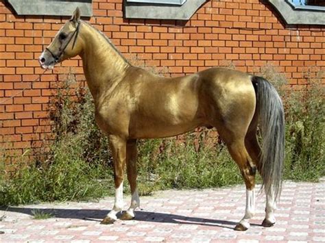 shiny akhal teke horses akhal teke rare horse breeds