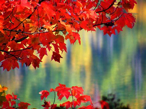 Wallpaper Sunlight Trees Colorful Fall Leaves Lake Nature Red