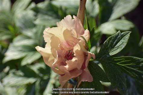 Photo Of The Bloom Of Intersectional Hybrid Peony Paeonia Sonoma