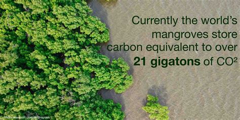 iucn on twitter mangrove forests are hotspots of carbon accumulation storing it both in the