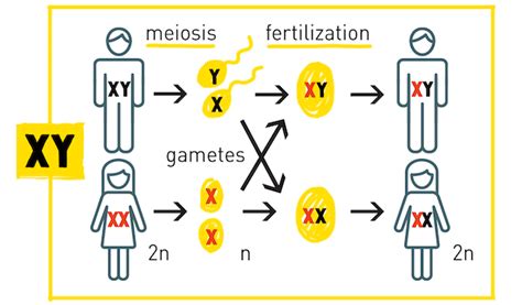 sex determination the x y z s of sex chromosomes hudsonalpha free hot