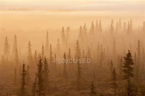 Sunrise Over A Foggy Forest — Colorful Travel Destination Stock