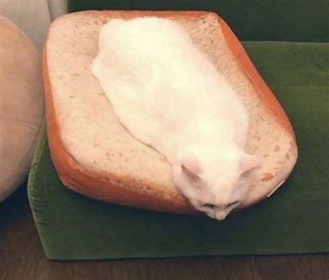 Cat Sandwich 100 Motivaton 1 Bread Slice Ritemshop