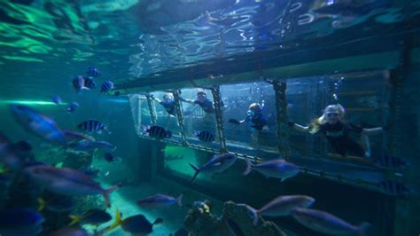 Snorkel With Reef Sharks At Sea Life Sydney Aquarium