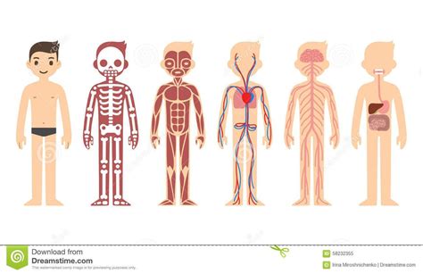 Pin En Learn Anatomy Human