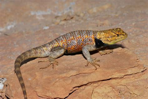 Desert Spiny Lizard Facts And Pictures Reptile Fact