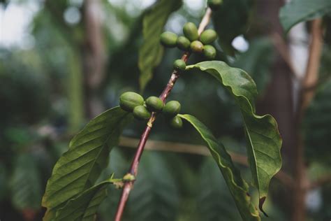 60 Of Wild Coffee Species Are Now Endangered According To Scientist