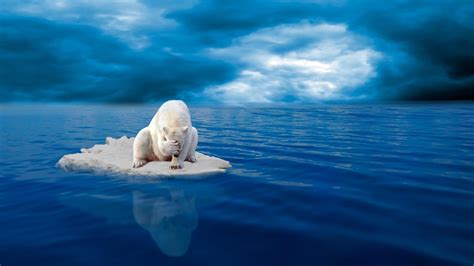 Sad Polar Bear On Ice In The Middle Of Sea Wallpaper Download 3840x2160