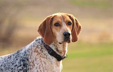 American English Coonhound Dog Breed Information Pictures