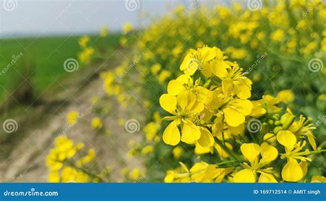 Mustard Flower In The Agricultural Field With Open Sky Stock Photo