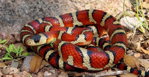 Coral Snake Vs Kingsnake 5 Key Differences Explained A Z Animals