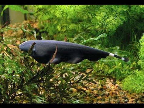 Kemudian masukkan ikan bilis yang telah digoreng tadi. ikan bulu ayam - black ghost - YouTube