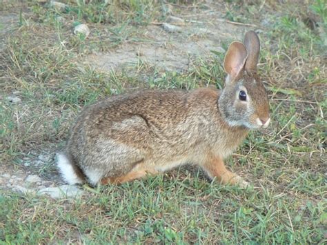 Toronto Wildlife More Eastern Cottontail Rabbits